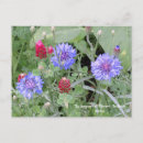 Search for bachelor horizontal postcards Blue