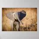 Search for endangered elephant posters Wild animals
