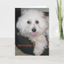 Search for humbug christmas cards Dog