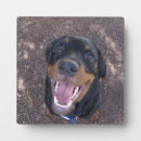 Search for teeth photography Animals