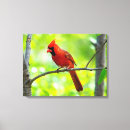 Search for cardinal painting canvas prints Beautiful