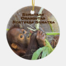 Search for orangutan christmas tree decorations Species