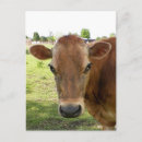 Search for dairy postcards Milk