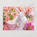 Search for cute easter bunny postcards Animals