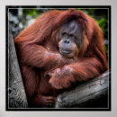 Search for great apes art Animal