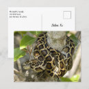 Search for python postcards Nature