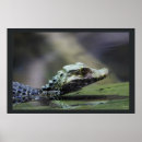 Search for amazon rainforest posters Nature