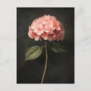 Search for flower illustration postcards Hydrangea