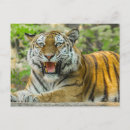 Search for hissing postcards Feline