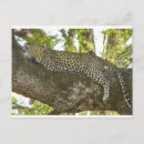 Search for leopard postcards Lion