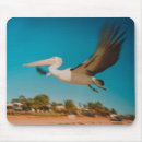 Search for pelicans mouse mats Photography