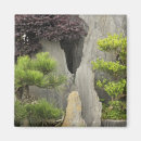 Search for bonsai magnets Asia