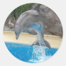 Search for bottlenose stickers Jumping