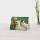 Search for funny sheep cards Humourous