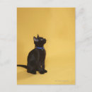 Search for collar photography Cat