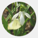 Search for snowdrops stickers Nature