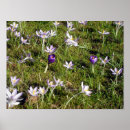 Search for purple crocus posters Crocuses
