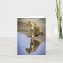 Search for reflecting cards Nature