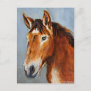 Search for equine postcards Cute