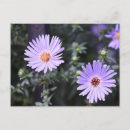 Search for lilac horizontal postcards Floral