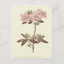Search for victorian floral postcards Pink