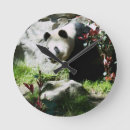 Search for panda clocks Wild