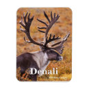 Search for carib magnets Antlers