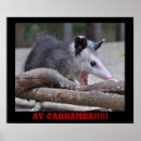 Search for possum posters Cute