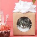 Search for whiskers photography Tabby
