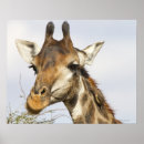 Search for kruger national park posters Horizontal