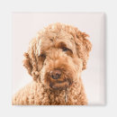 Search for studio photo magnets Puppy