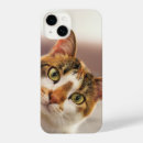 Search for curious cat iphone cases Kitten