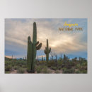Search for saguaro posters Sunset