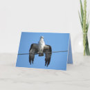 Search for bird of prey cards Photograph