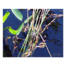 Search for pond turtle posters Water