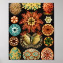 Search for marine biology posters Ernst haeckel