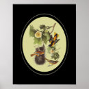 Search for audubon birds posters Nature