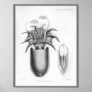 Search for cephalopod art Vintage