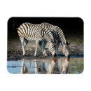 Search for equid Africa