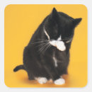 Search for black and white face stickers Yellow