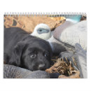 Search for labrador retriever calendars Labradors