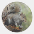 Search for digital photo stickers Wildlife