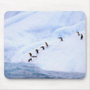 Search for antarctic mouse mats Animal