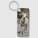 Search for bighorn key rings Montana