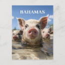 Search for swimming pig Pig beach bahamas