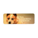 Search for cattle return address labels Australian cattle dog