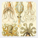 Search for squid stickers Ocean animals
