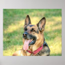 Search for shepards posters Animal