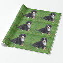 Search for bernese wrapping paper Puppy
