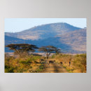 Search for impala posters Aepyceros melampus